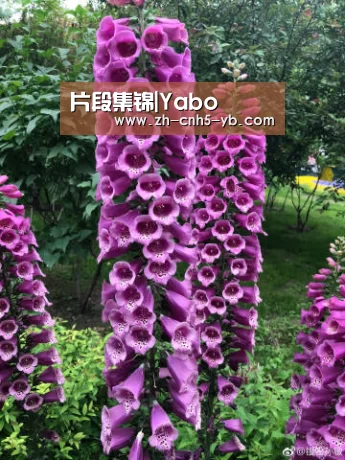 亚博官网